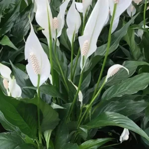 Brazilian Sword Aquatic Plant