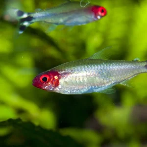 Brilliant Rummy Nose Tetra