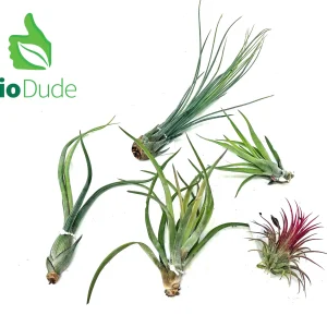 Bromeliad Tillandsia 5-Pack *The Dude's Choice*