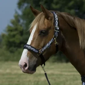 Bucas Dublin Halter Zebra Cob Zebra