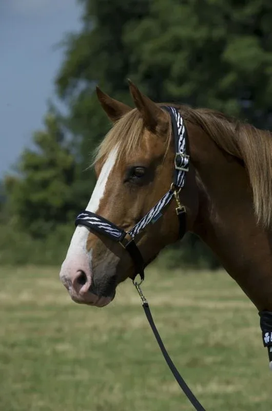 Bucas Dublin Halter Zebra Cob Zebra