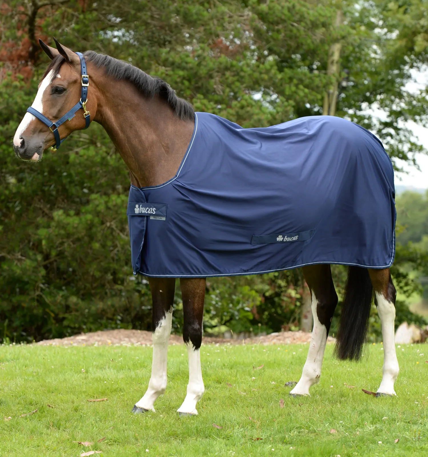 Bucas Power Classic Cooler