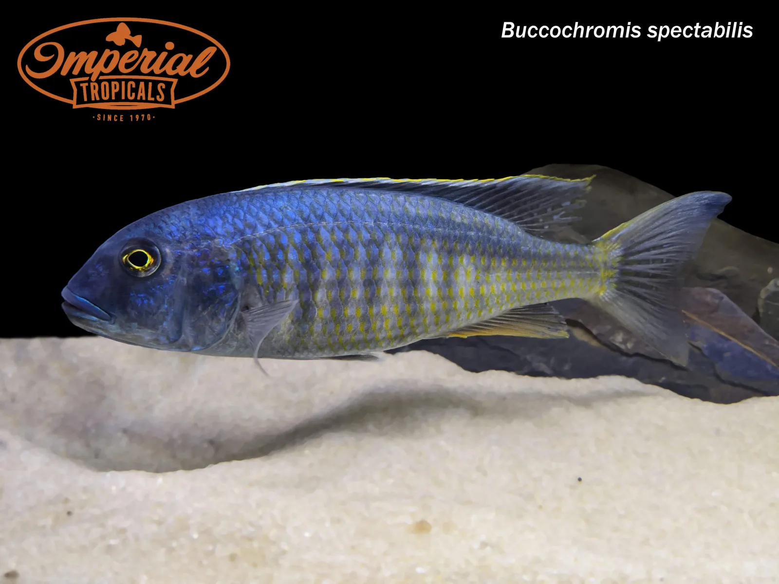 Buccochromis spectabilis - Image 2