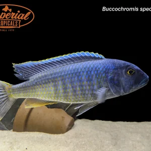 Buccochromis spectabilis