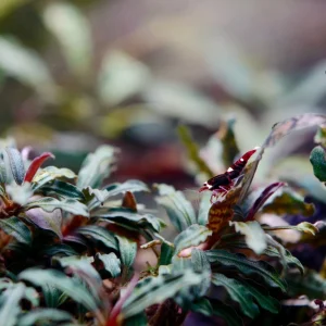 Bucephalandra Brownie Phoenix Tissue Culture Cup