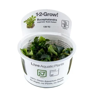 Bucephalandra pygmaea 'Bukit Kelam' Tissue Culture by Tropica