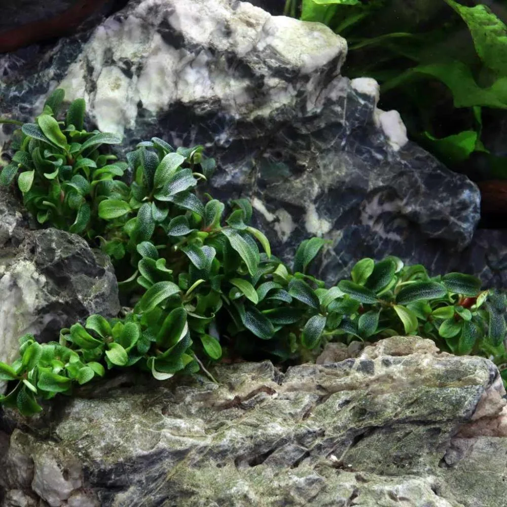 Bucephalandra sp. 'Needle Leaf' Tissue Culture by Tropica