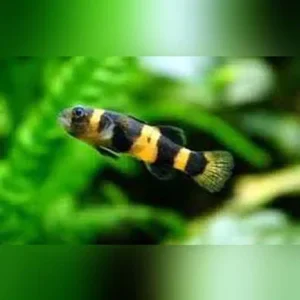 Bumblebee Goby