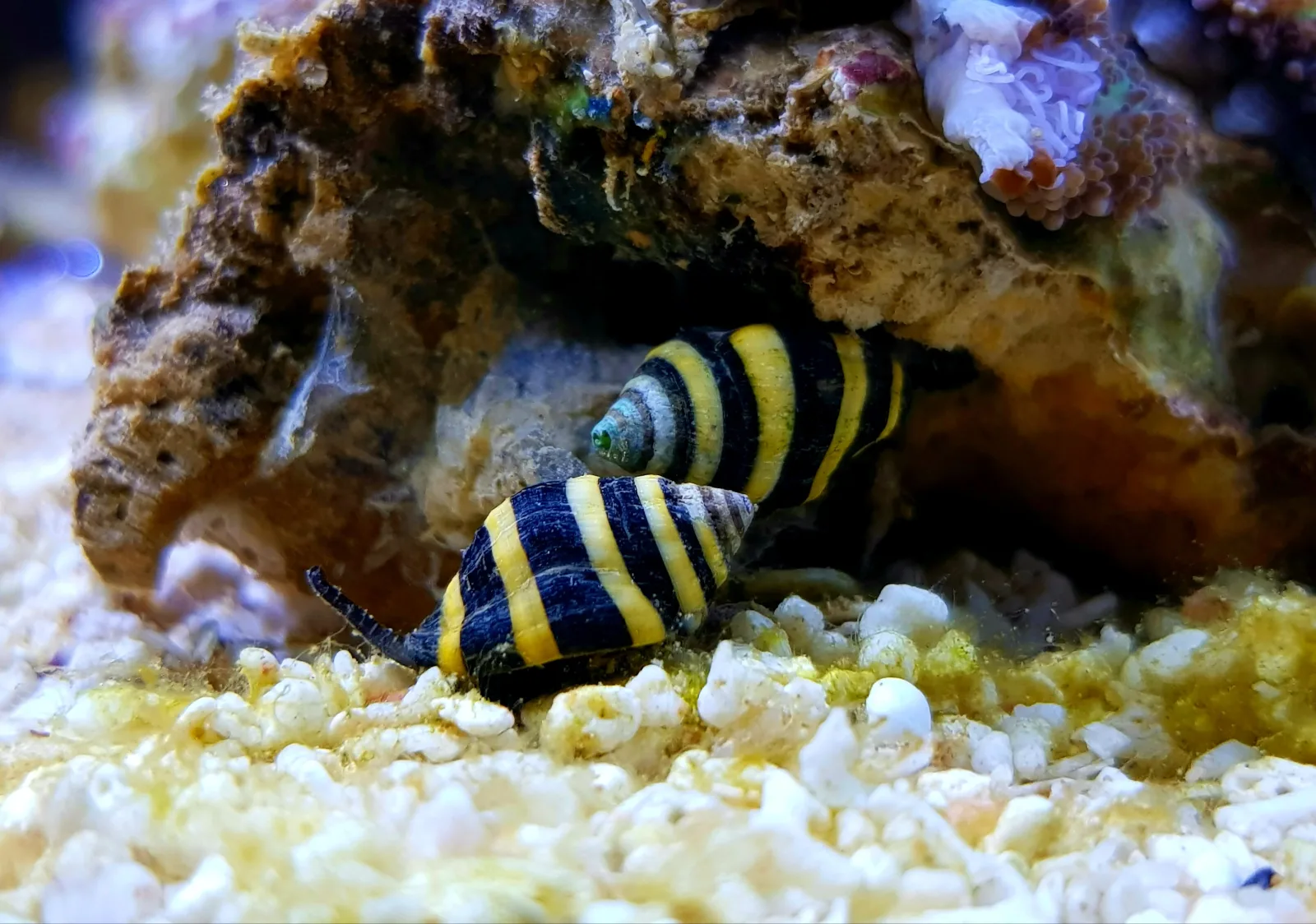 Bumblebee Snail - Image 2