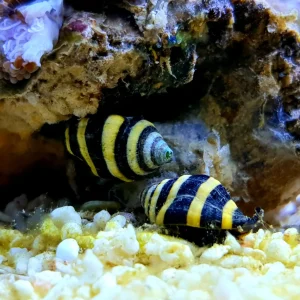Bumblebee Snail