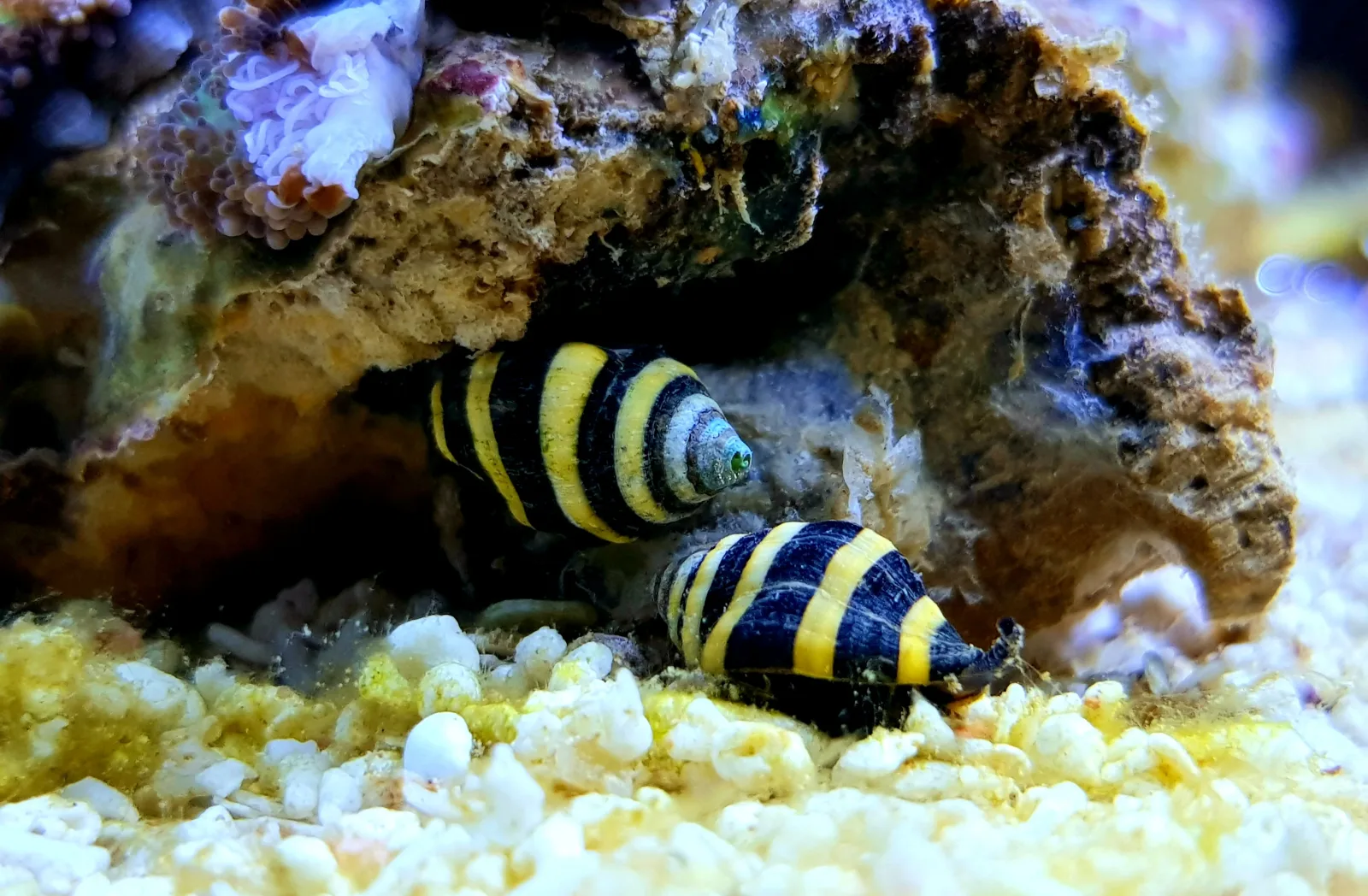 Bumblebee Snail