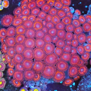 Burgundy Zoa Coral Colony WYSIWYG - SAQ Coral Farm