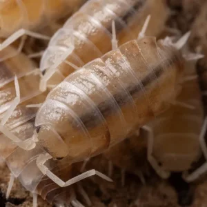 "Butter Pecan" Isopods (Porcellionides pruinosus)