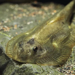 Butterfly Loach