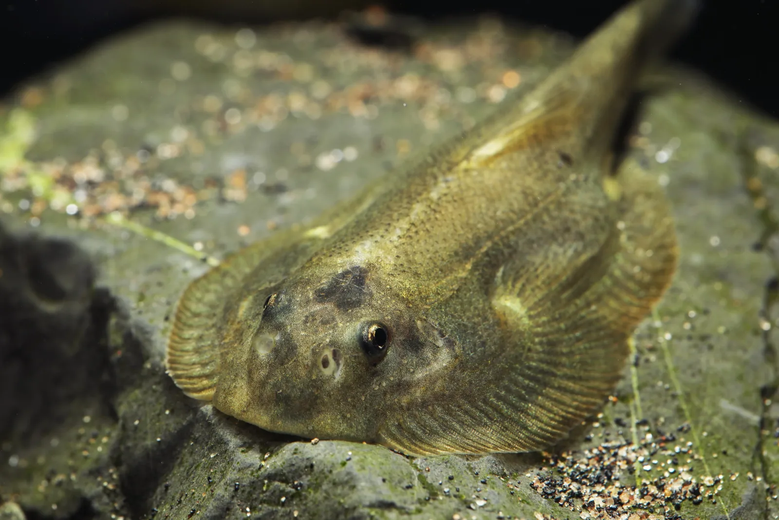 Butterfly Loach