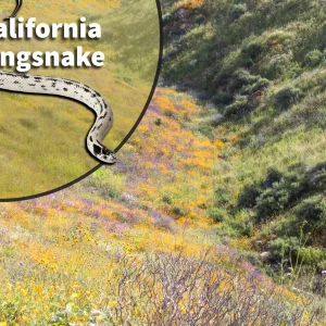California kingsnake (Lampropeltis getula californiae) Bioactive Vivarium Kit