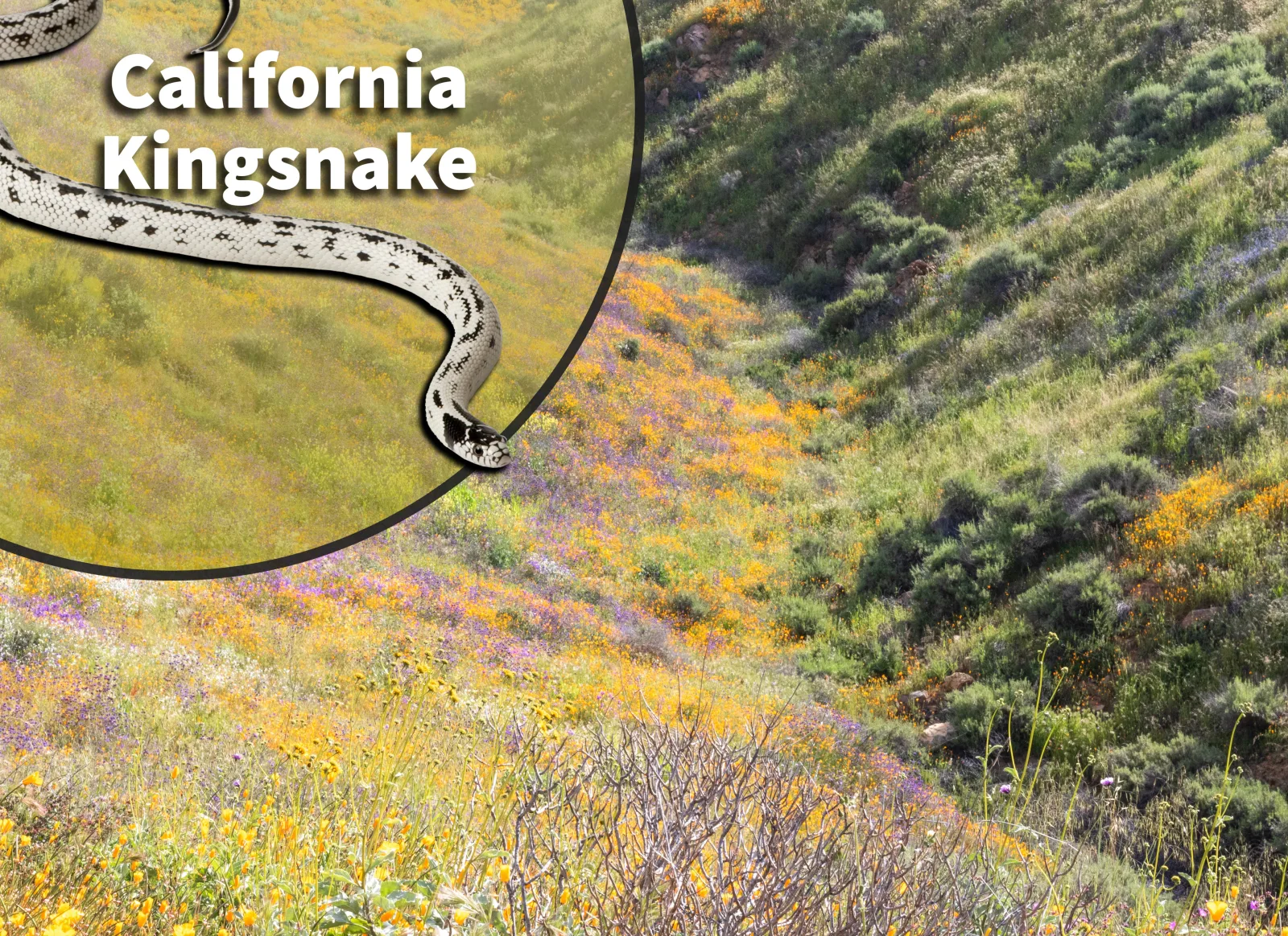 California kingsnake (Lampropeltis getula californiae) Bioactive Vivarium Kit