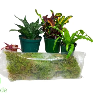 California Kingsnake Plant Pack V2