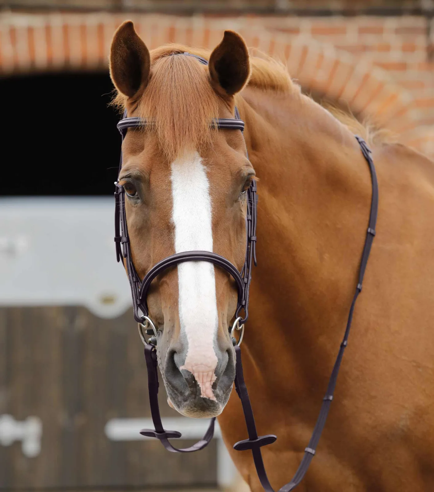Caloveto Web Reins Brown - Image 2