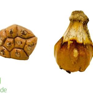 Camel Foot Pod for Terrariums & Vivariums
