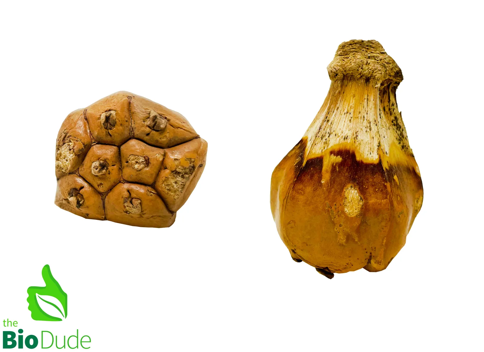 Camel Foot Pod for Terrariums & Vivariums