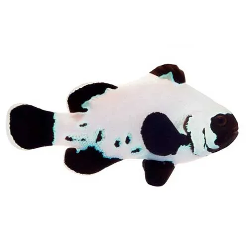 Captive-Bred Black Frostbite Clownfish (Amphiprion ocellaris) - ORA