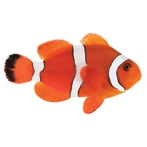 Captive-Bred Blood Orange (Amphiprion biaculeatus x Amphiprion ocellaris) - ORA