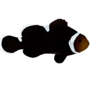 Captive-Bred Extreme Misbar Black & White Ocellaris (Amphiprion ocellaris) PAIR - ORA