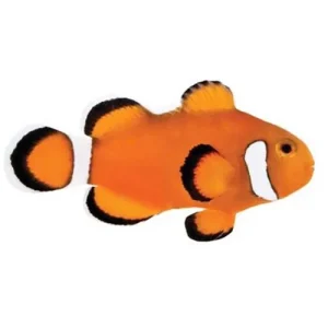 Captive-Bred Extreme Misbar Ocellaris (Amphiprion ocellaris) PAIR - ORA