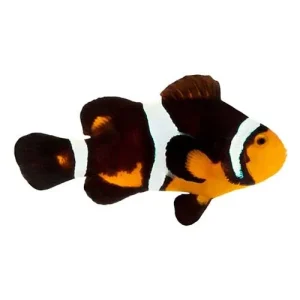 Captive-Bred Fancy Ocellaris PAIR (Amphiprion ocellaris) - ORA