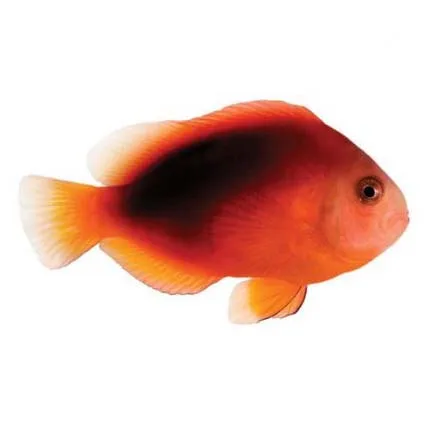 Captive-Bred Fire Clownfish (Amphiprion ephippium) PAIR - ORA