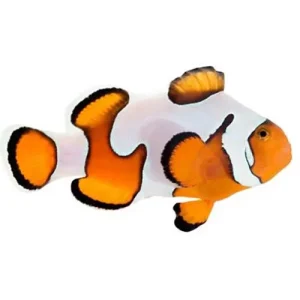 Captive-Bred Gladiator Small (Amphiprion ocellaris) - ORA
