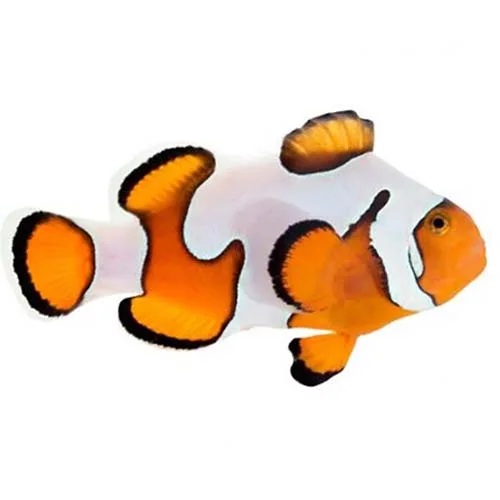 Captive-Bred Gladiator Small (Amphiprion ocellaris) - ORA