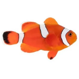Captive-Bred Misbar Blood Orange (Amphiprion biaculeatus x Amphiprion ocellaris) PAIR - ORA