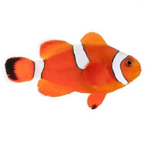Captive-Bred Misbar Blood Orange (Amphiprion biaculeatus x Amphiprion ocellaris) PAIR - ORA