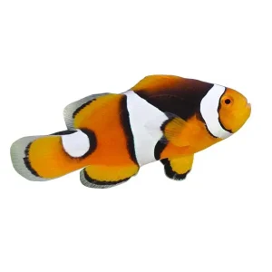 Captive-Bred Misbar Onyx Percula (Amphiprion percula) - ORA