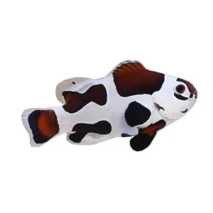 Captive-Bred Mocha Storm Clownfish (Amphiprion ocellaris) PAIR - ORA