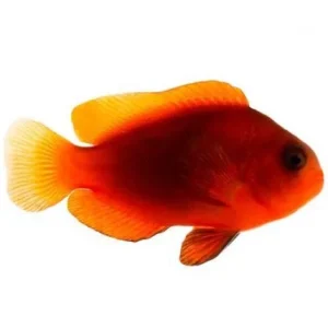 Captive-Bred Naked Cinnamon Medium (Amphiprion melanopus) - ORA
