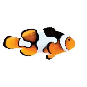 Captive-Bred Picasso (Amphiprion percula) - ORA