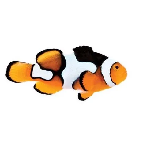 Captive-Bred Picasso (Amphiprion percula) - ORA