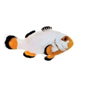 Captive-Bred Platinum Percula (Amphiprion percula) PAIR - ORA