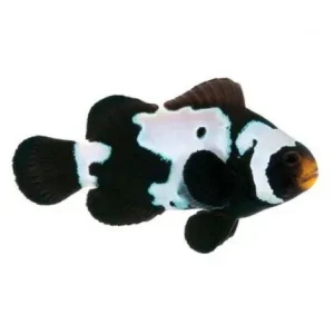 Captive-Bred Premium Black Snowflake Small (Amphiprion ocellaris) - ORA