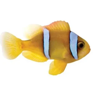 Captive-Bred Red Sea Two-Band (Amphiprion bicinctus) PAIR - ORA
