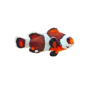 Captive-Bred Semi Storm Clownfish PAIR (Amphiprion ocellaris) - ORA