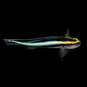 Captive-Bred Sharknose Goby (Elacatinus evelynae) - ORA