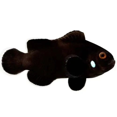 Captive-Bred Single Dot Domino (Amphiprion ocellaris) - ORA