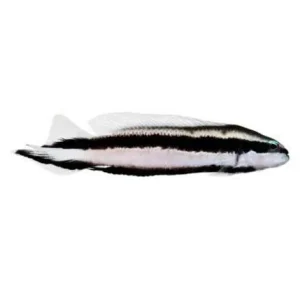 Captive-Bred Striped Dottyback (Pseudochromis sankeyi) - ORA