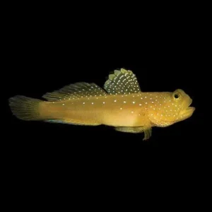 Captive-Bred Yellow Watchman Goby (Cryptocentrus cinctus) - ORA