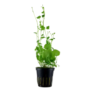 Cardamine lyrata Pot Plant by Tropica