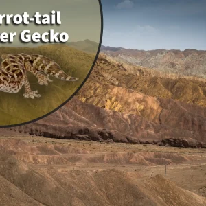 Carrot-tail Viper Gecko (Hemidactylus imbricatus) Bioactive Vivarium Kit
